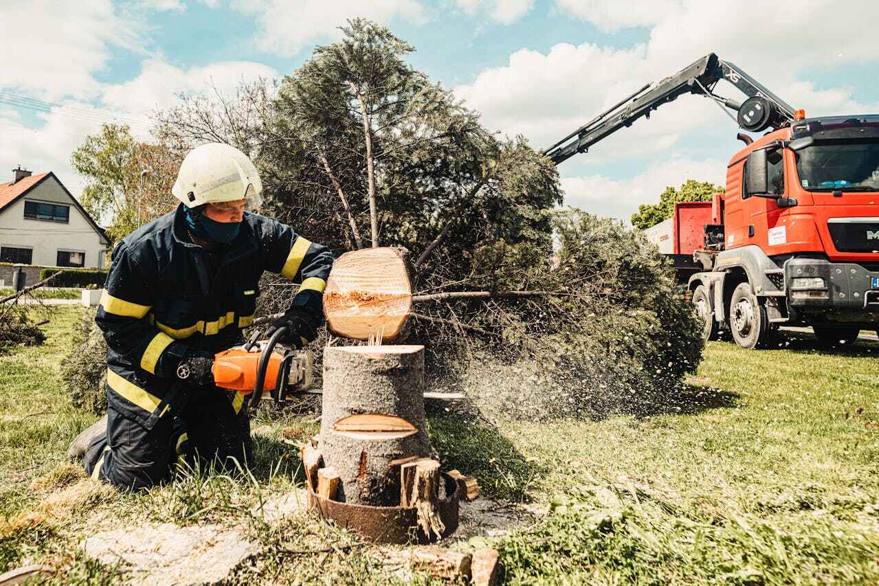 Best Affordable Tree Service  in USA